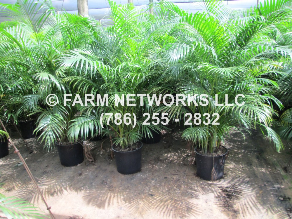 15 Gallon Areca Palm Trees.JPG