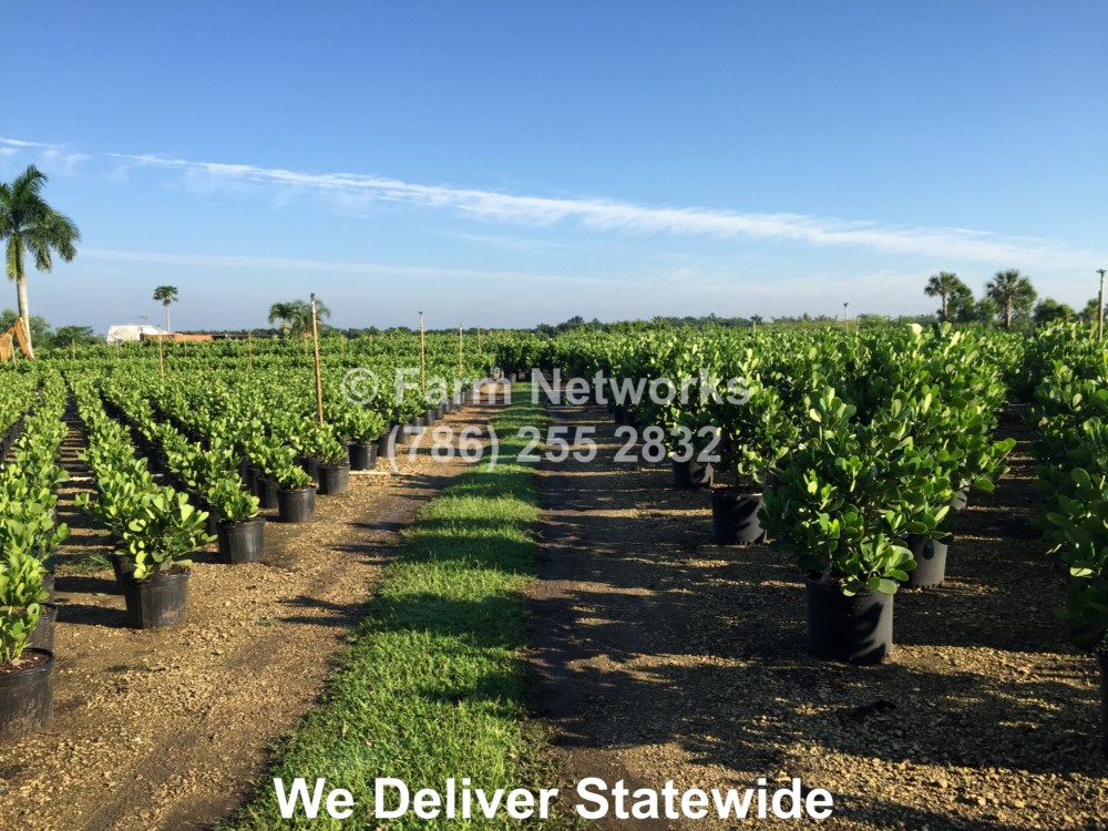 15 Gallon Clusia-Broward