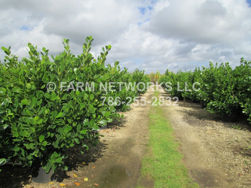 Clusia Nursery in Miami