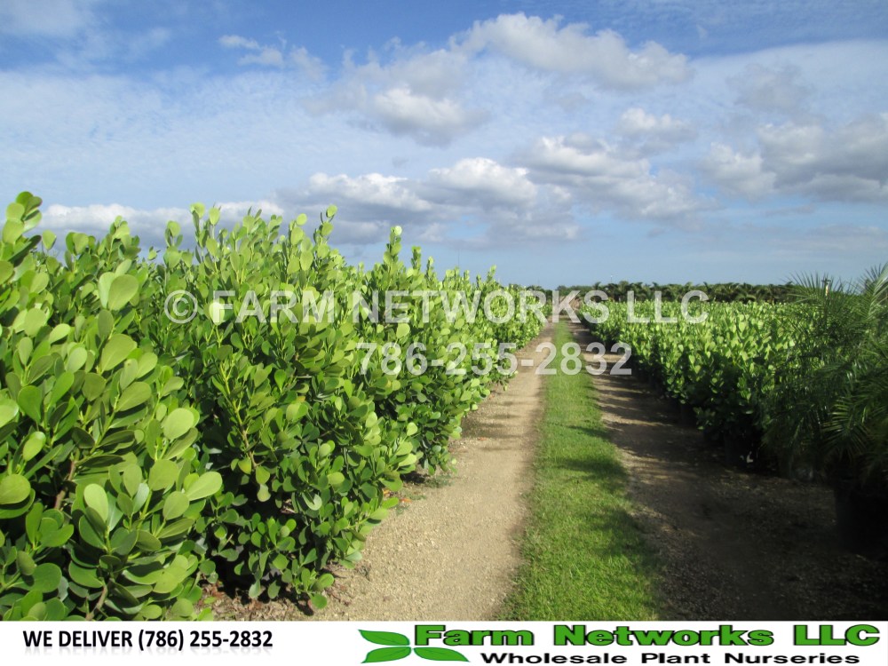 15 Gallon Clusia-Naples