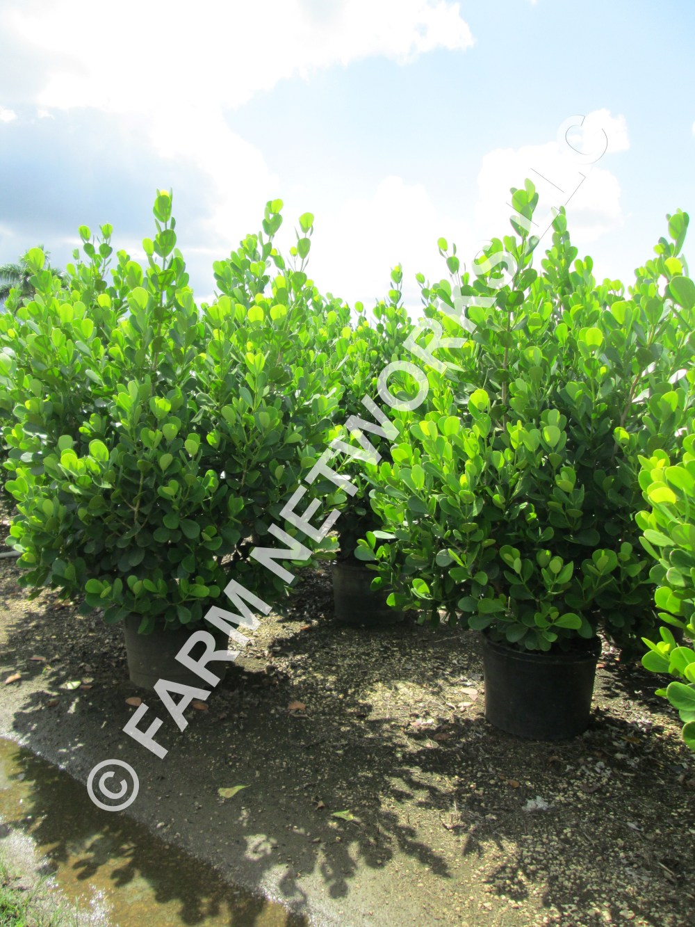 15 Gallon Clusia-Parkland.JPG