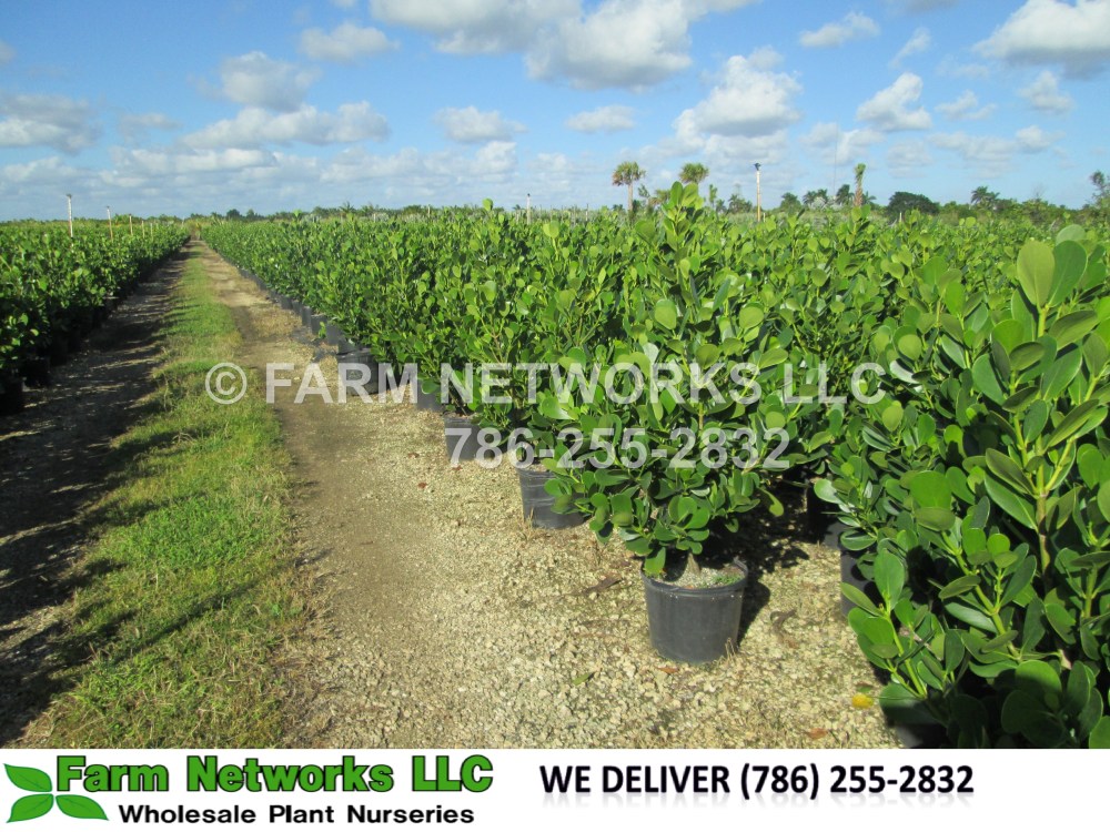 2 Gallon-Clusia Guttifera-Pitch Apple.JPG