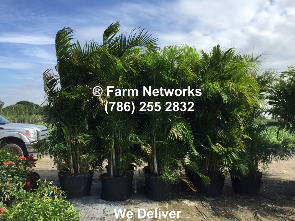 25 Gallon Areca Palm Trees
