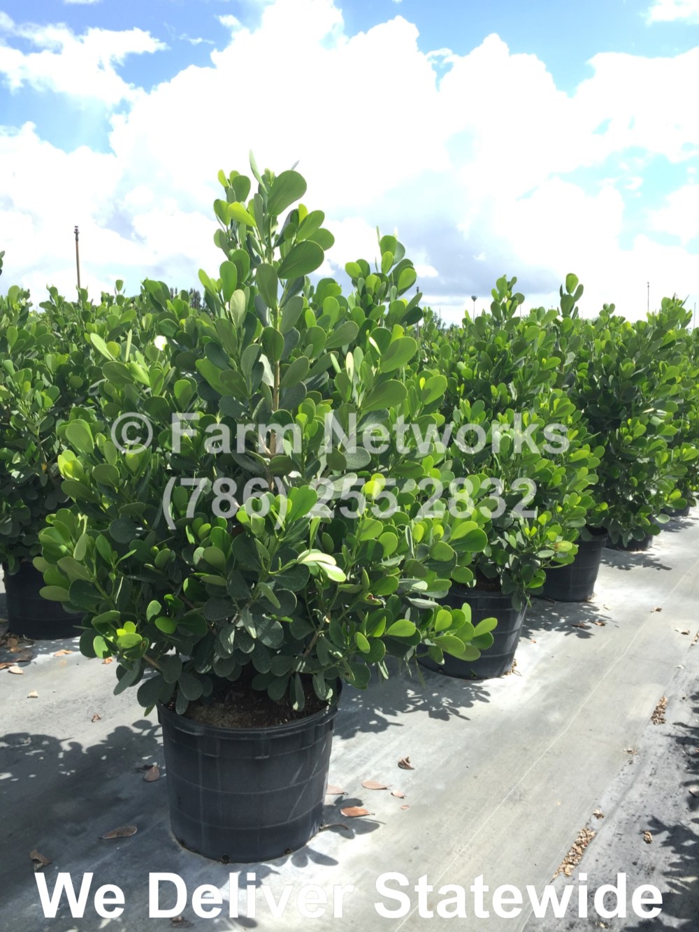 25 Gallon Clusia-Broward