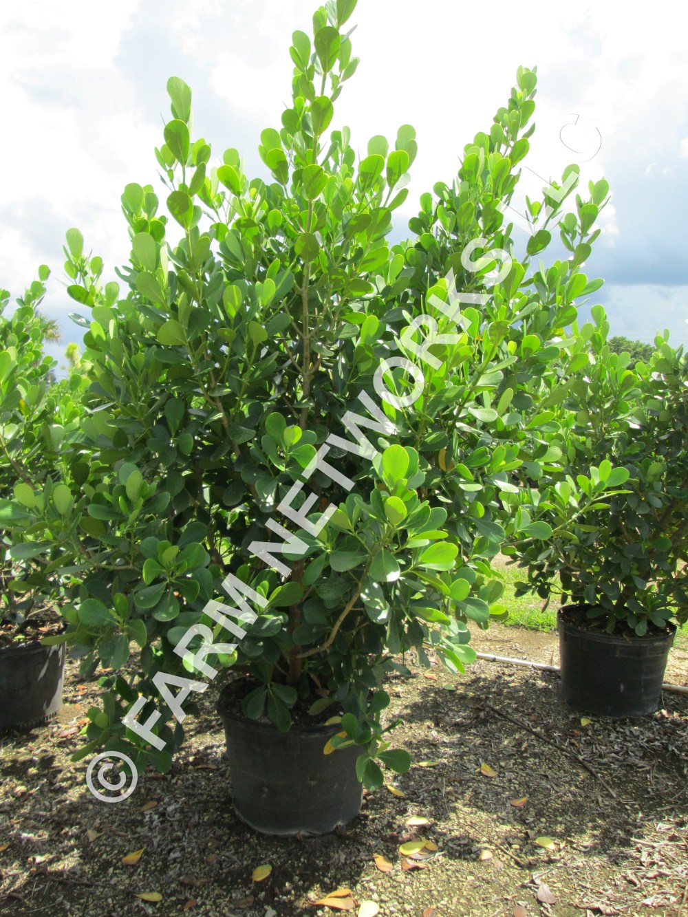 25 Gallon Clusia-Naples