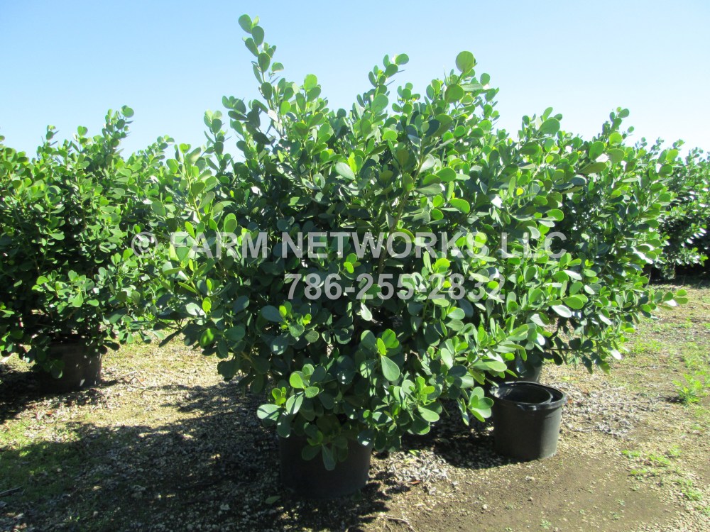 25 Gallon Clusia-Nurseries