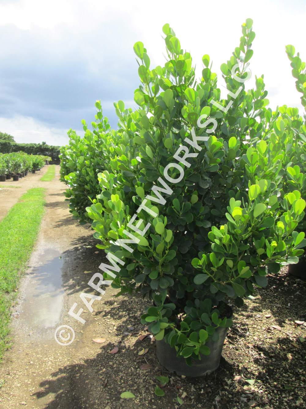 25 Gallon Clusia-Palm Beach-Nursery