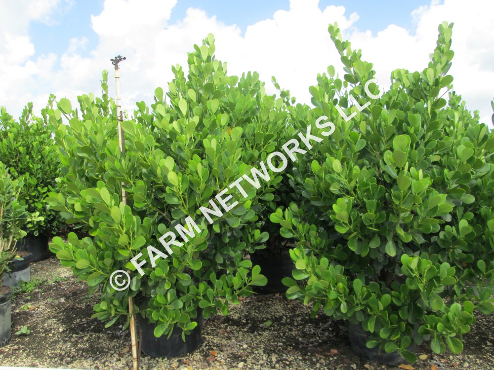 25 Gallon Clusia-Palm Beach.JPG