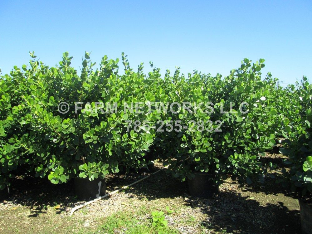 25-Gallon Clusia Plants