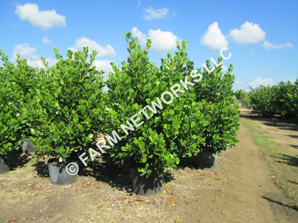 Field Grown Small Leaf Clusia