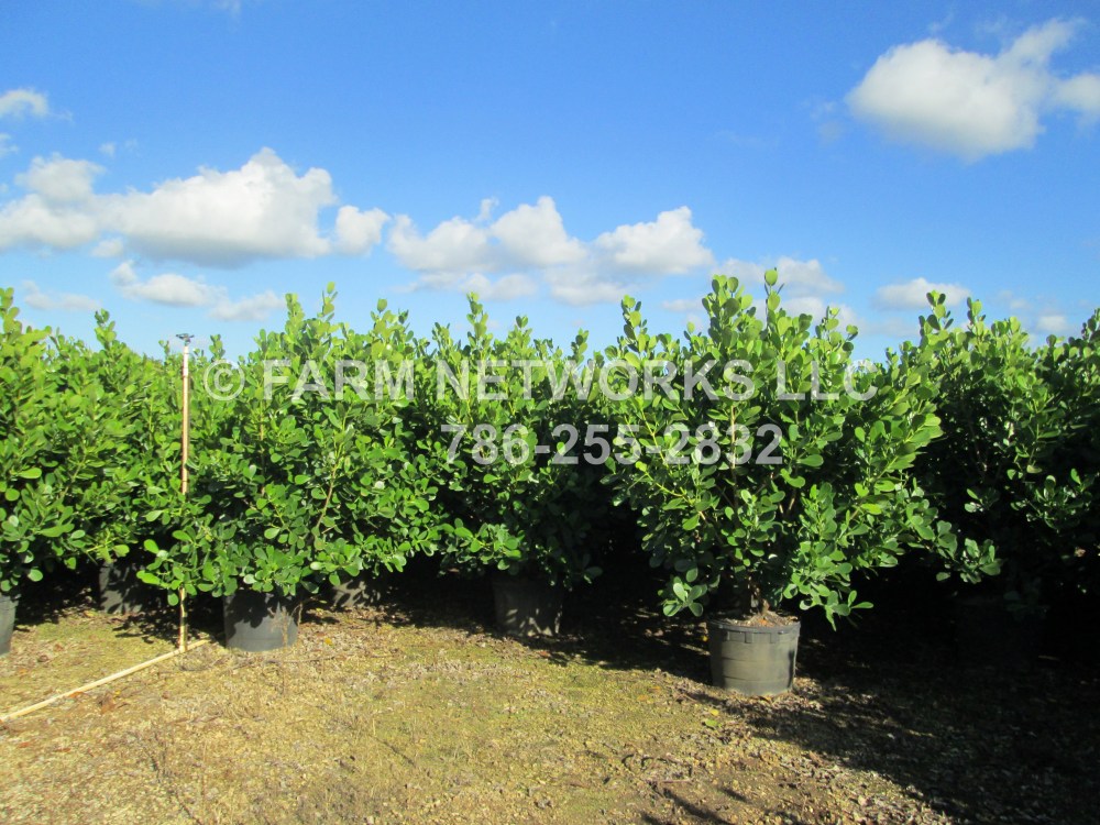 3 Gallon-Clusia Guttifera-Pitch Apple