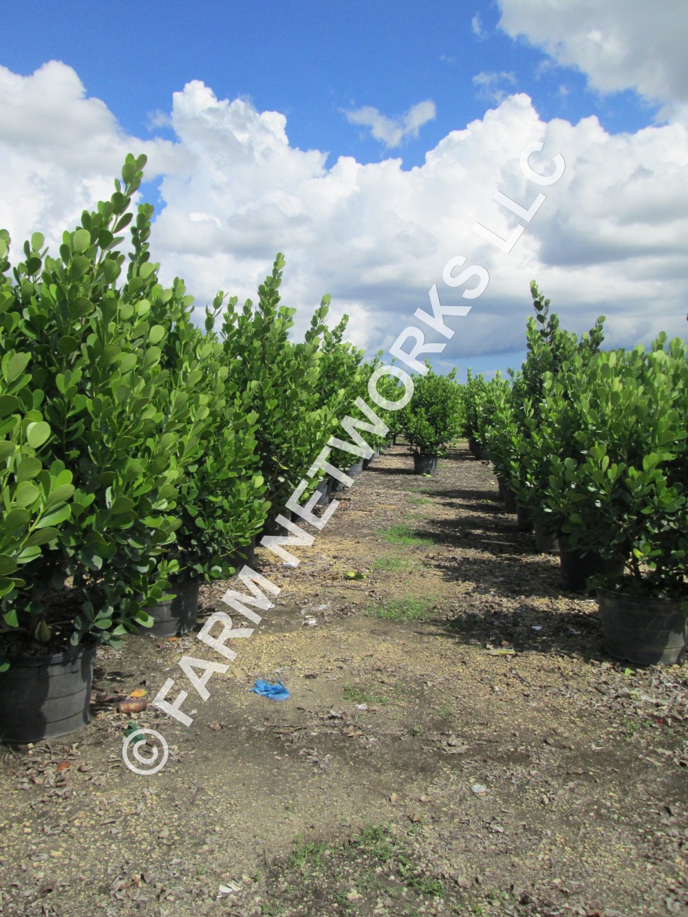 300 Gallon-Clusia Guttifera-Pitch Apple