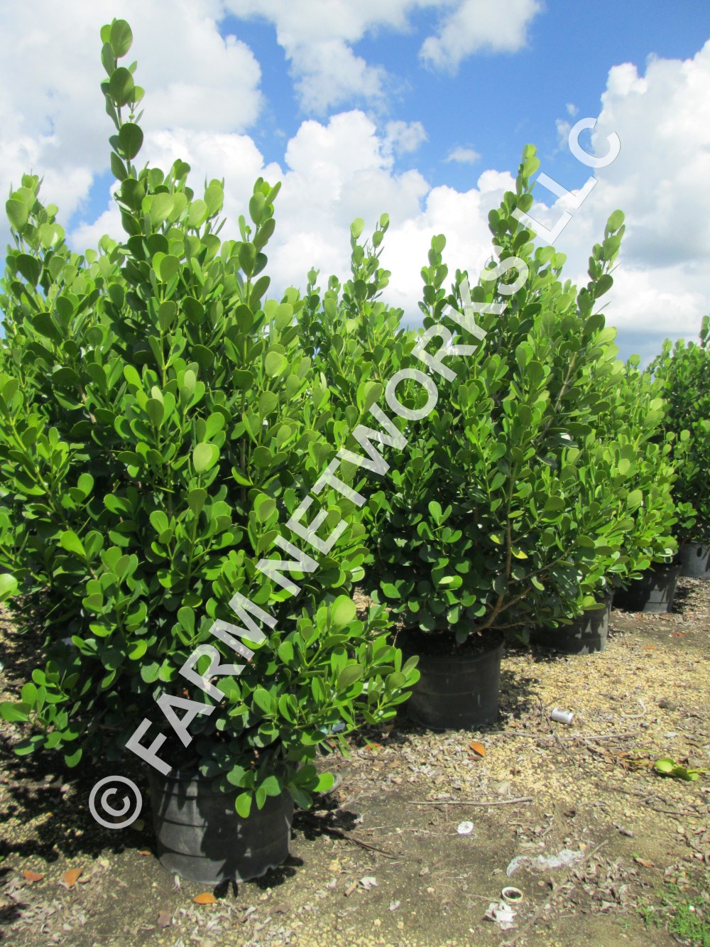 45 Gallon-Clusia Guttifera-Pitch Apple