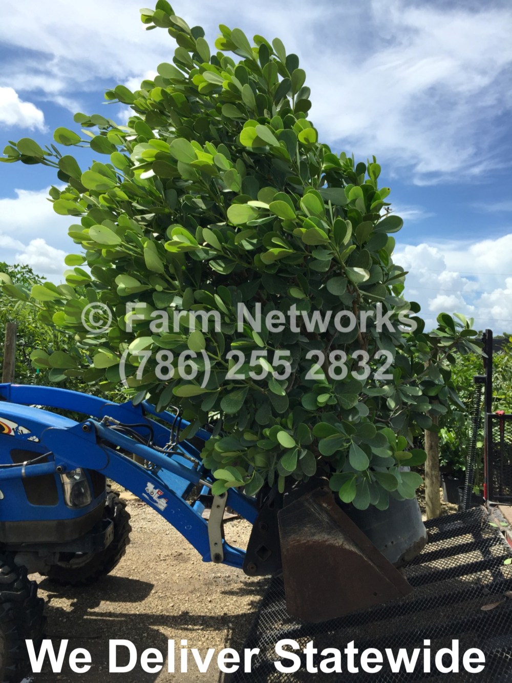 45 Gallon Clusia-Miami