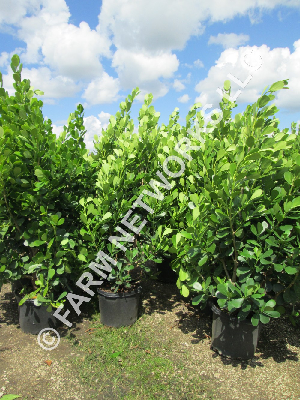 45 Gallon-Clusia Plants – Privacy Hedges