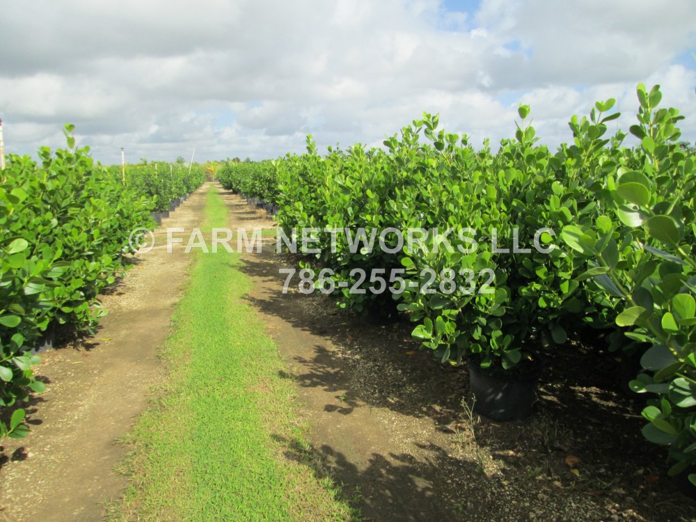 45-Gallon Clusia Plants-Price