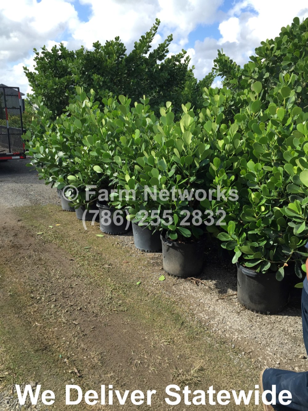 7 Gallon Clusia-Broward