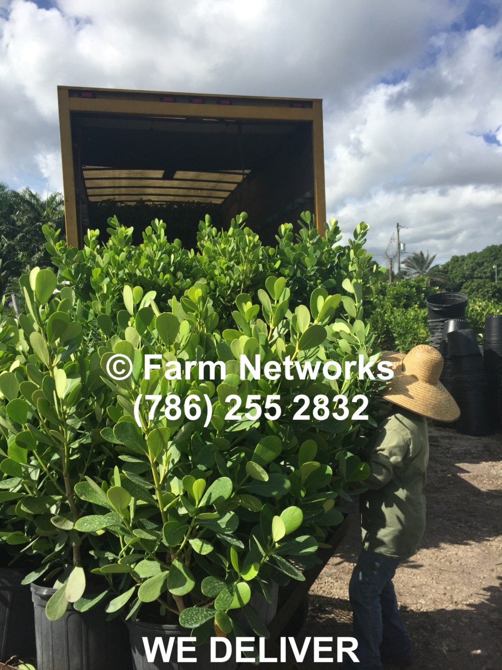 7 Gallon Clusia-Coral Springs