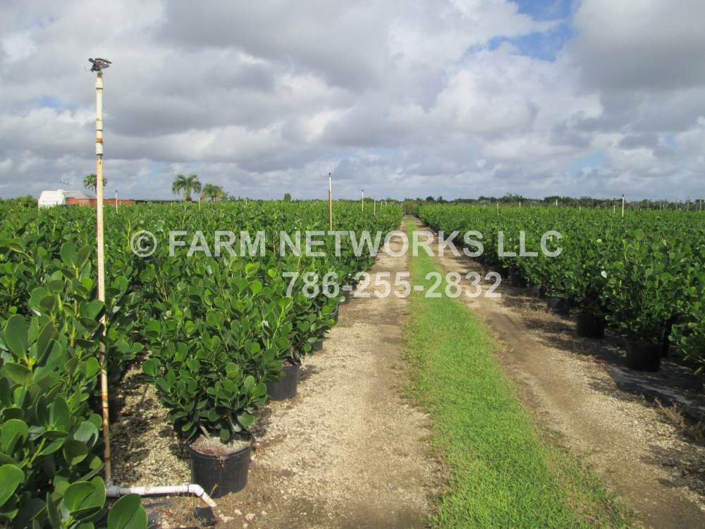 7 Gallon Clusia Homestead.JPG