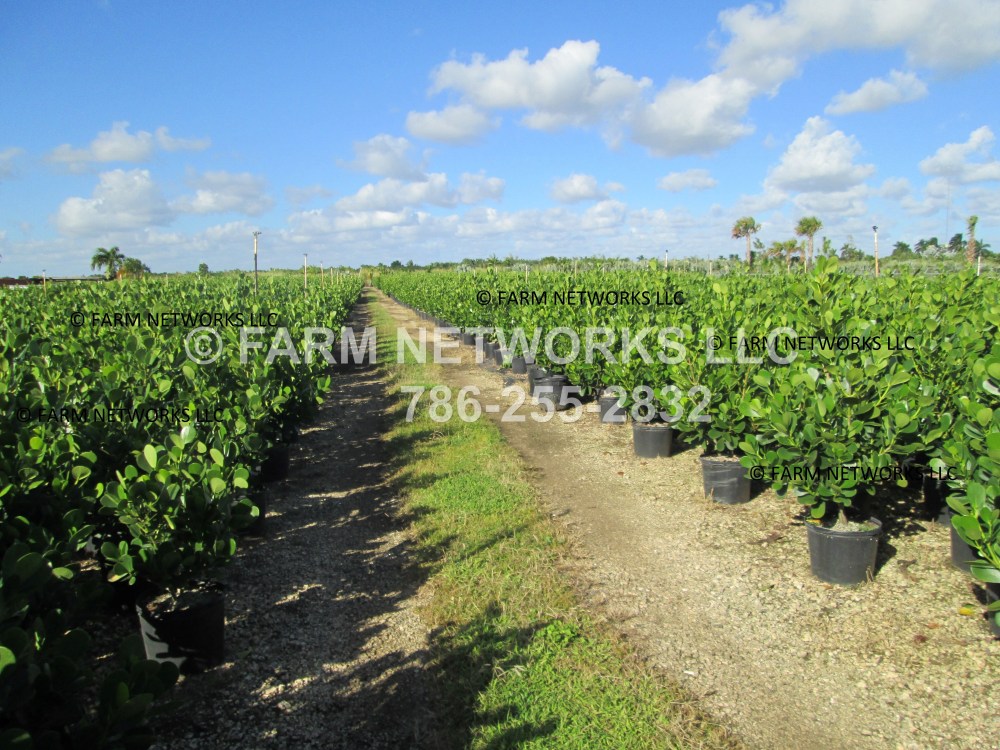 7 Gallon Clusia Miami Shores.JPG