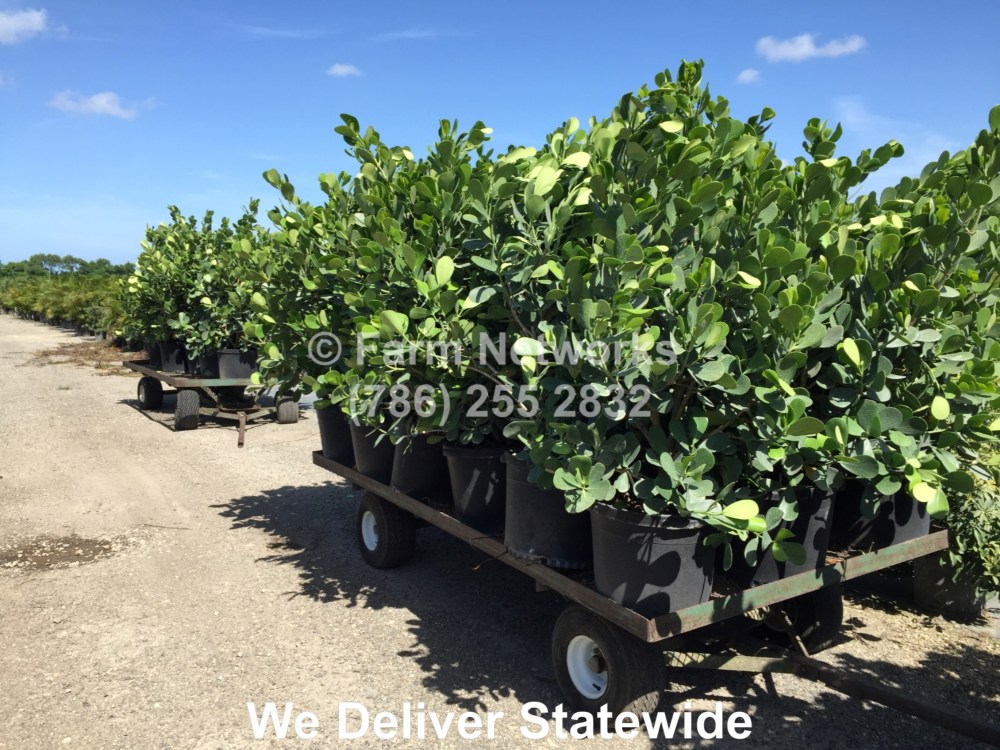 7 Gallon Clusia-Parkland,FL