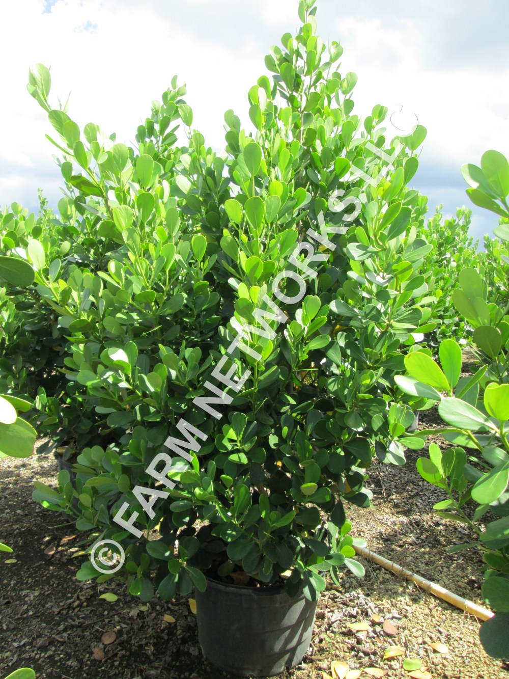 7 Gallon-Clusia Plants – Privacy Hedges