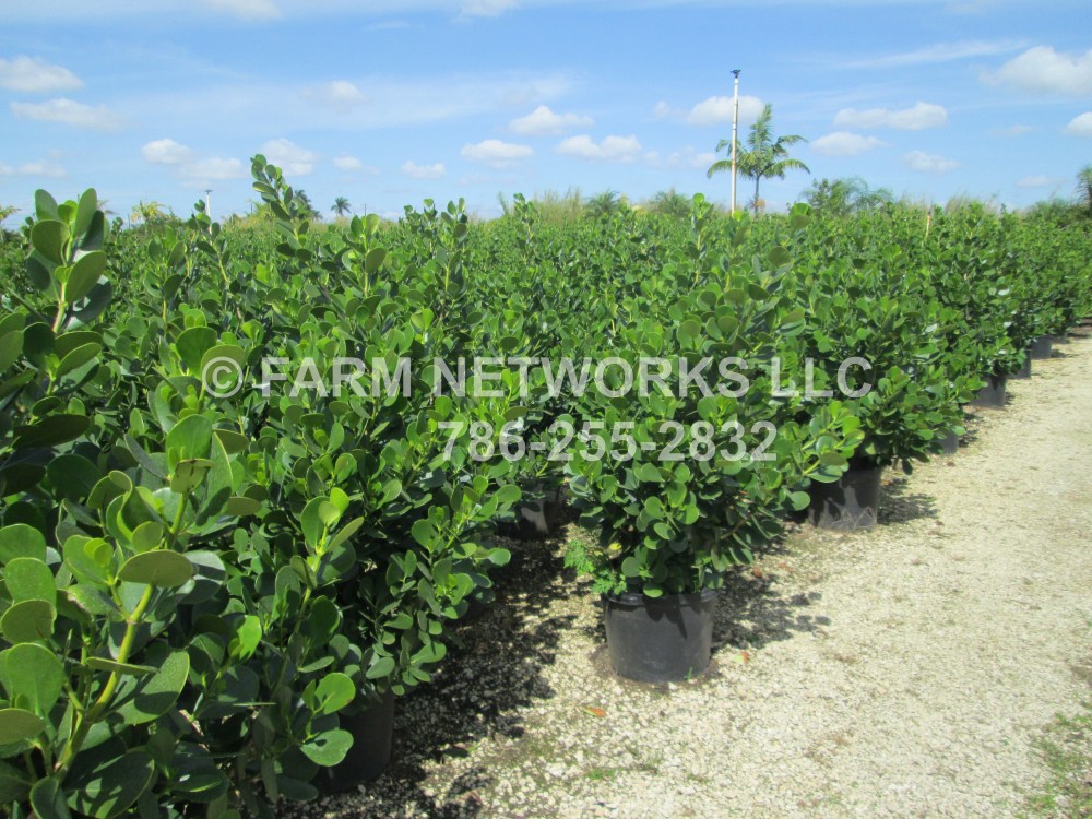 7 Gallon Privacy Clusia Hedges