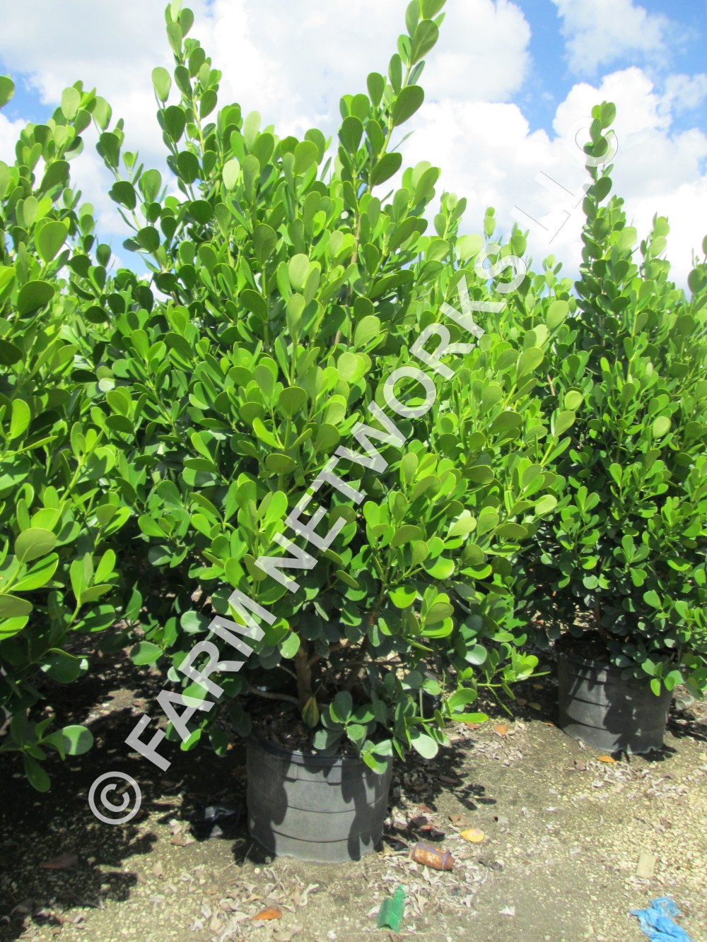 Affordable Florida Clusia Plants - Call Today for Best Prices‎