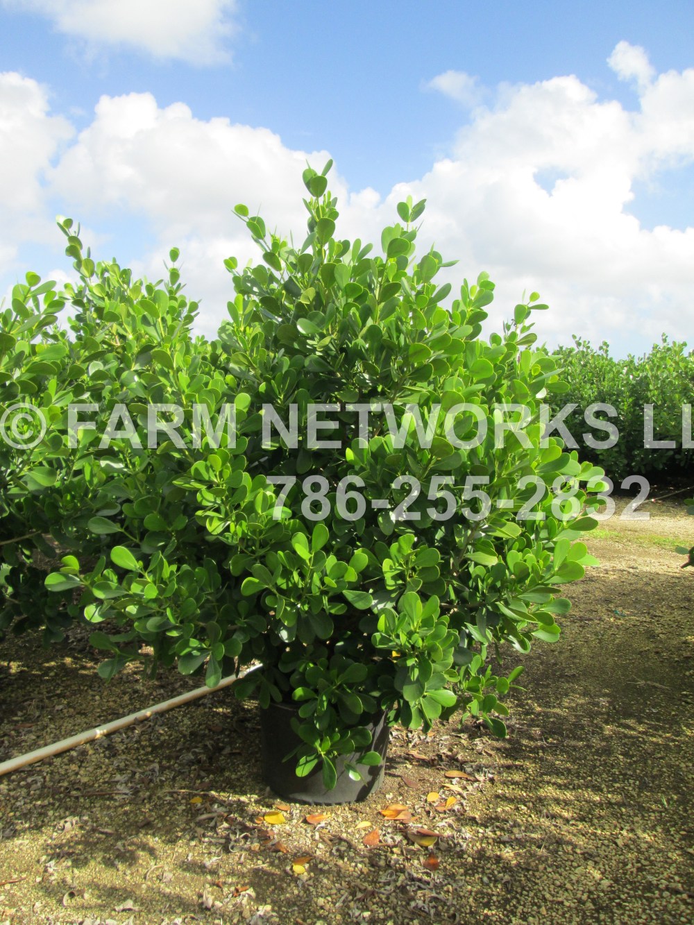 Best Clusia Fertilizer