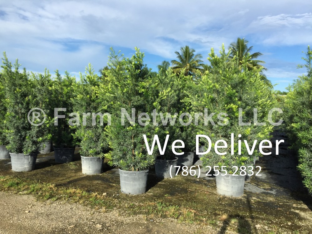 Boca Raton Podocarpus Nursery