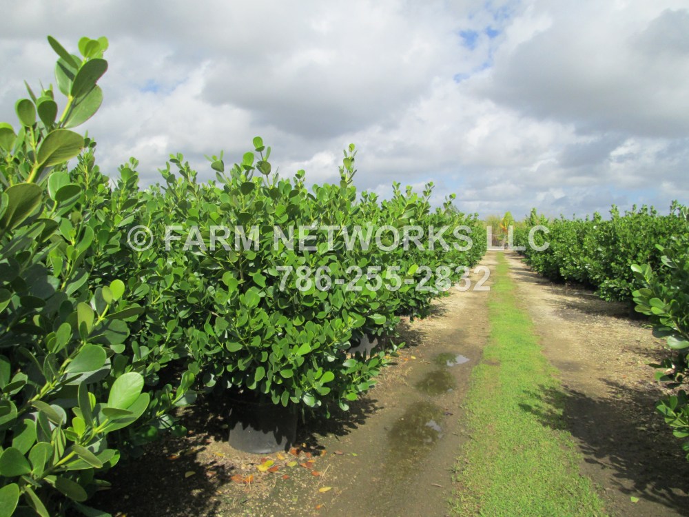 Clusia 15 Gallon For Sale