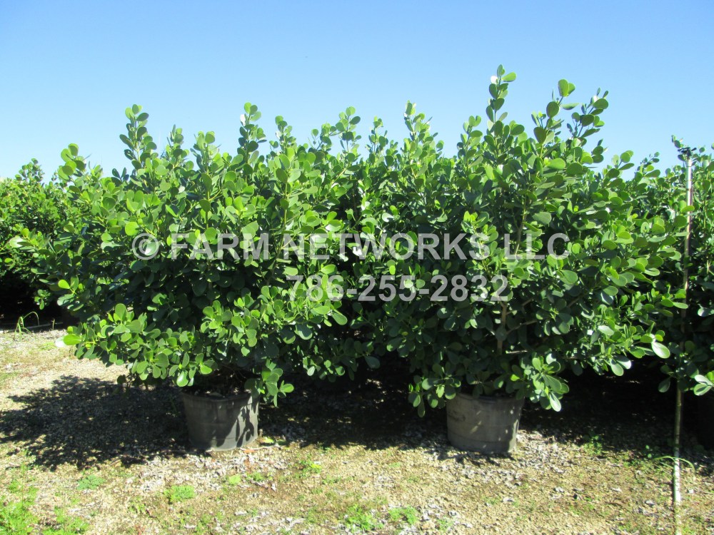 Clusia 15 Gallon-Wholesale