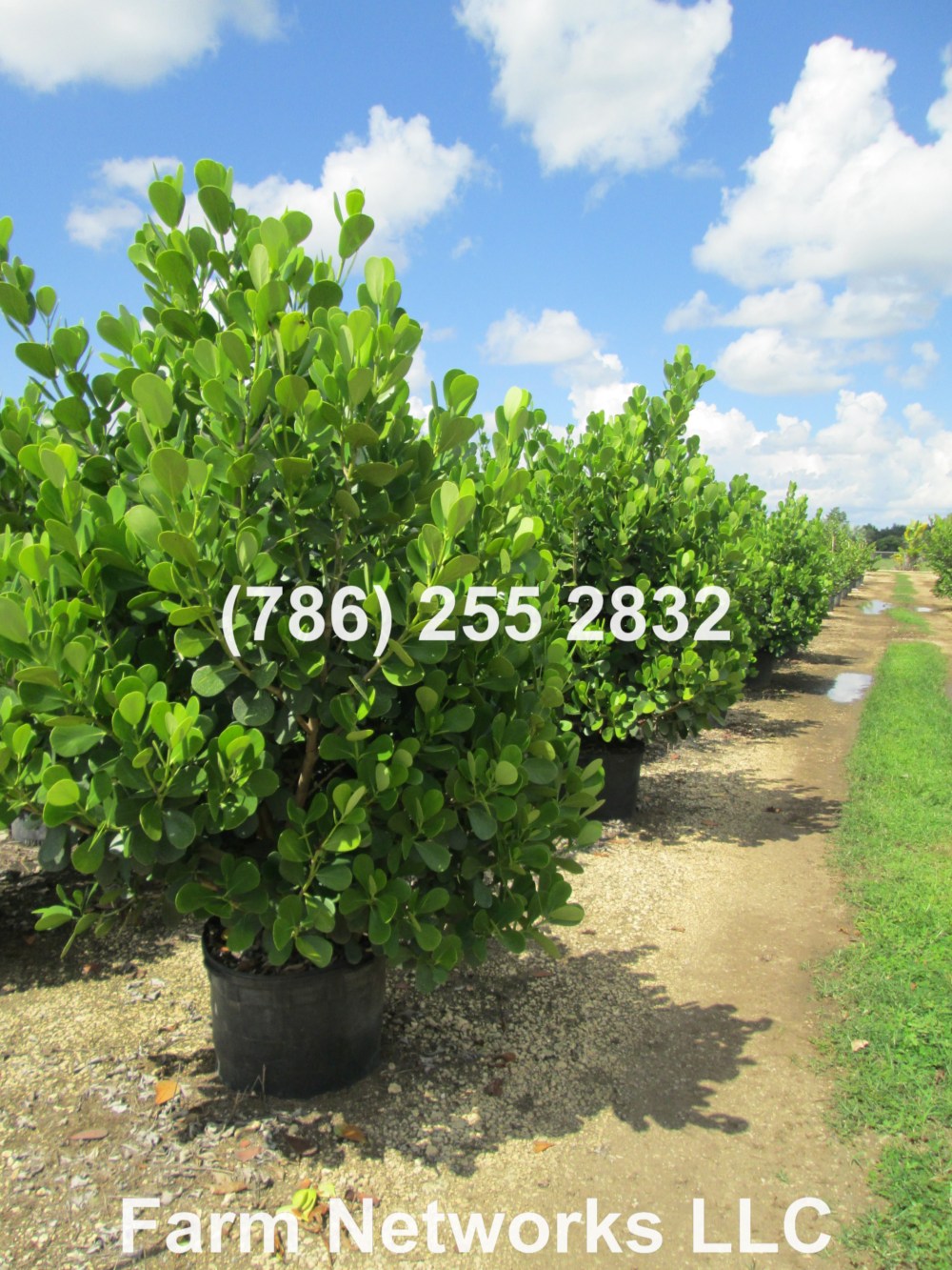 Clusia 25 Gallon-Miami