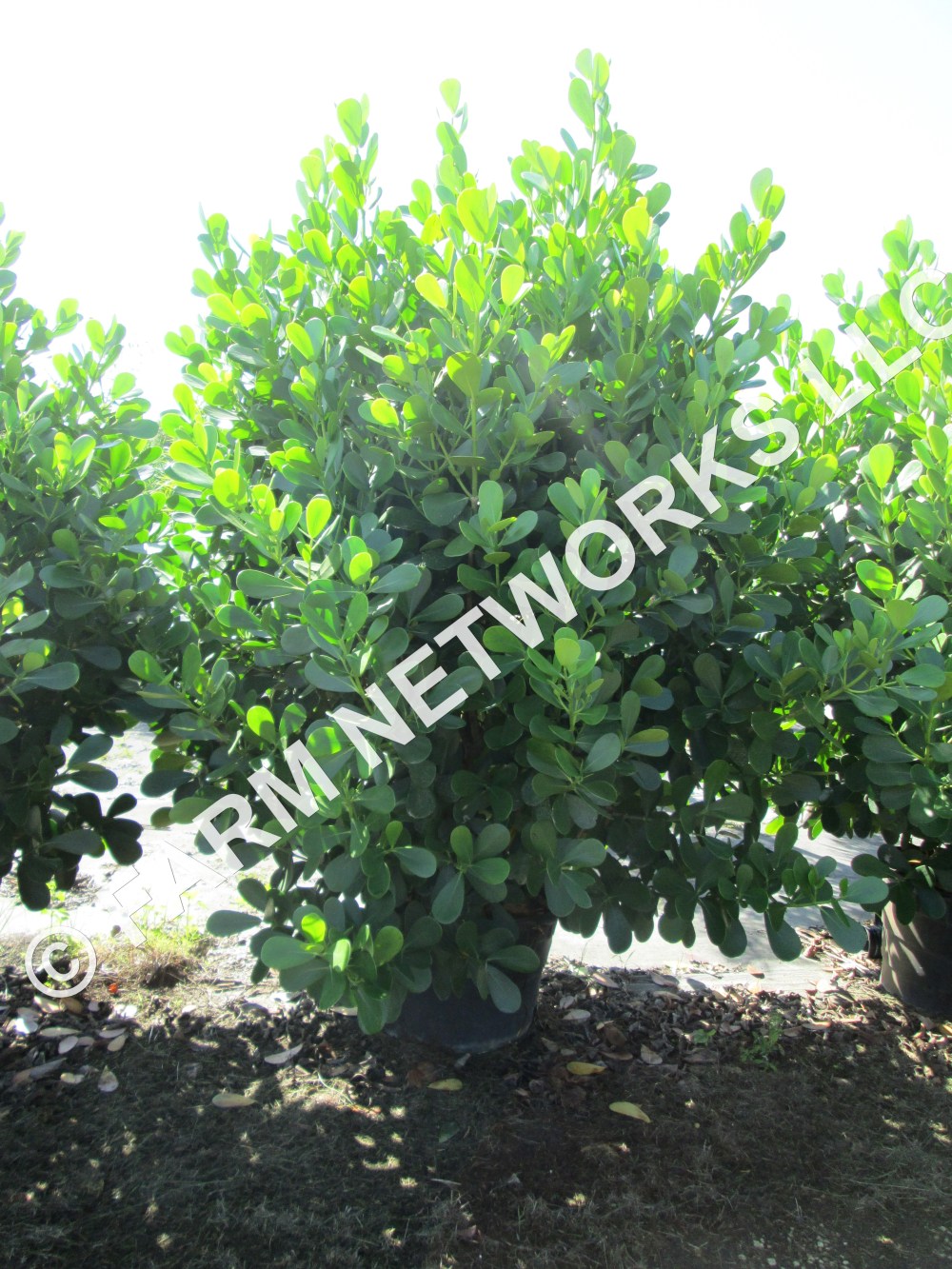 Clusia Boca Raton.JPG