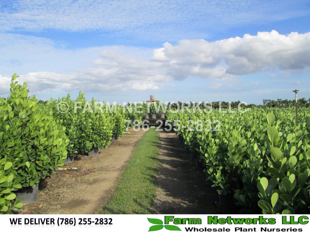 Clusia For Sale Nursery (2).JPG