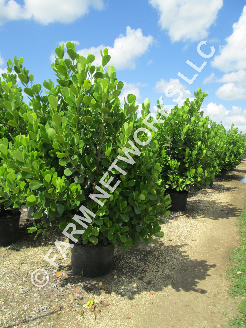 Clusia Guttifera 25 Gallon.JPG