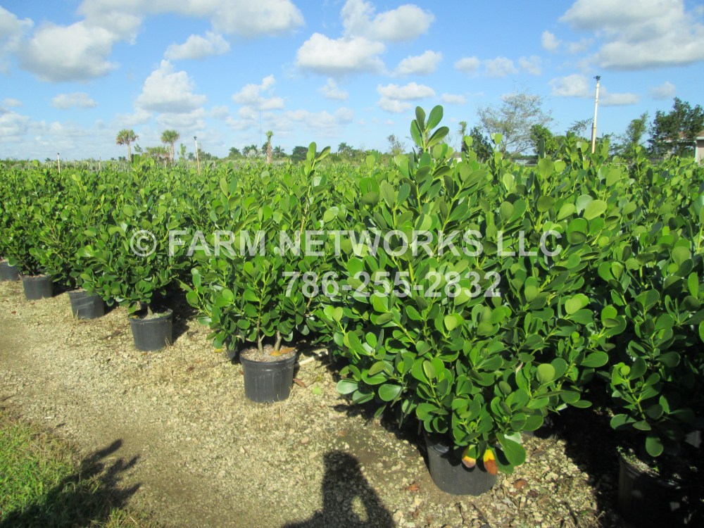 Clusia Hedge in 15 gal