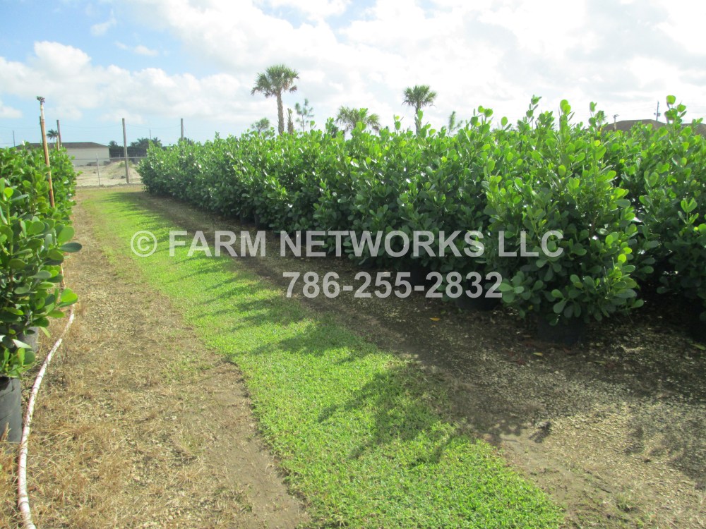 Clusia Guttifera-Farms