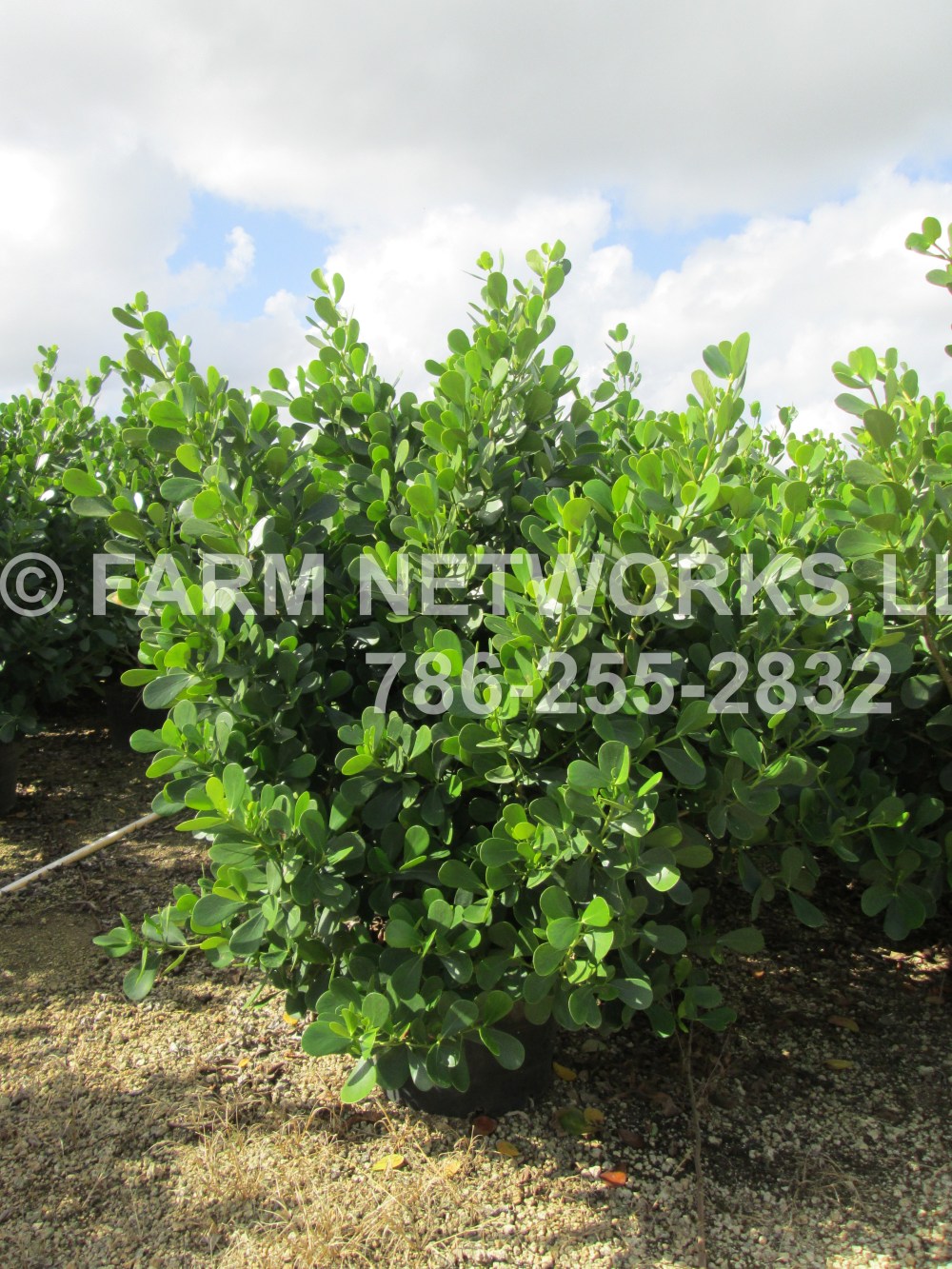 Clusia Guttifera-Hobe Sound-Nursery