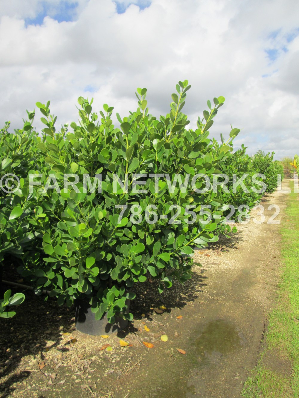 Clusia Guttifera-Tampa, FL