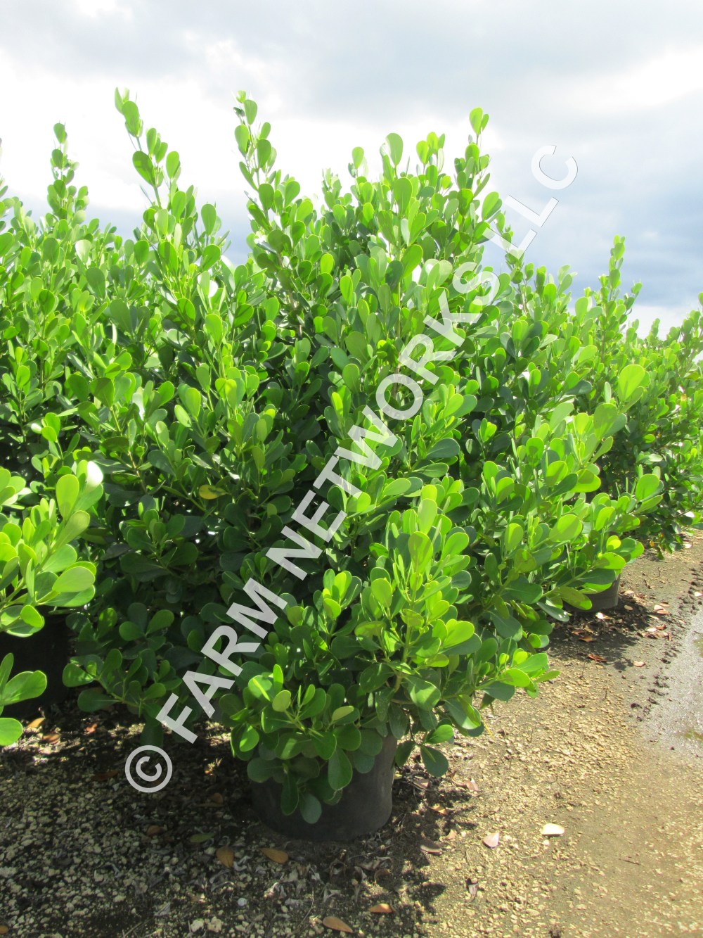 Clusia Guttifera-Vero Beach-Nursery