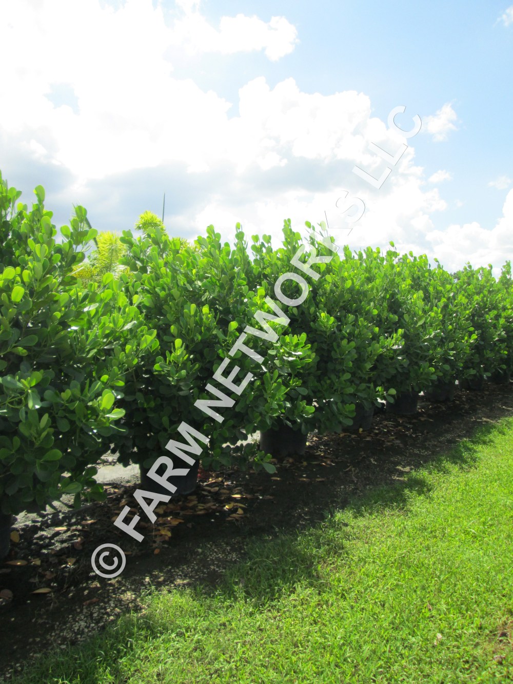 Clusia Guttifera-Vero Beach,FL