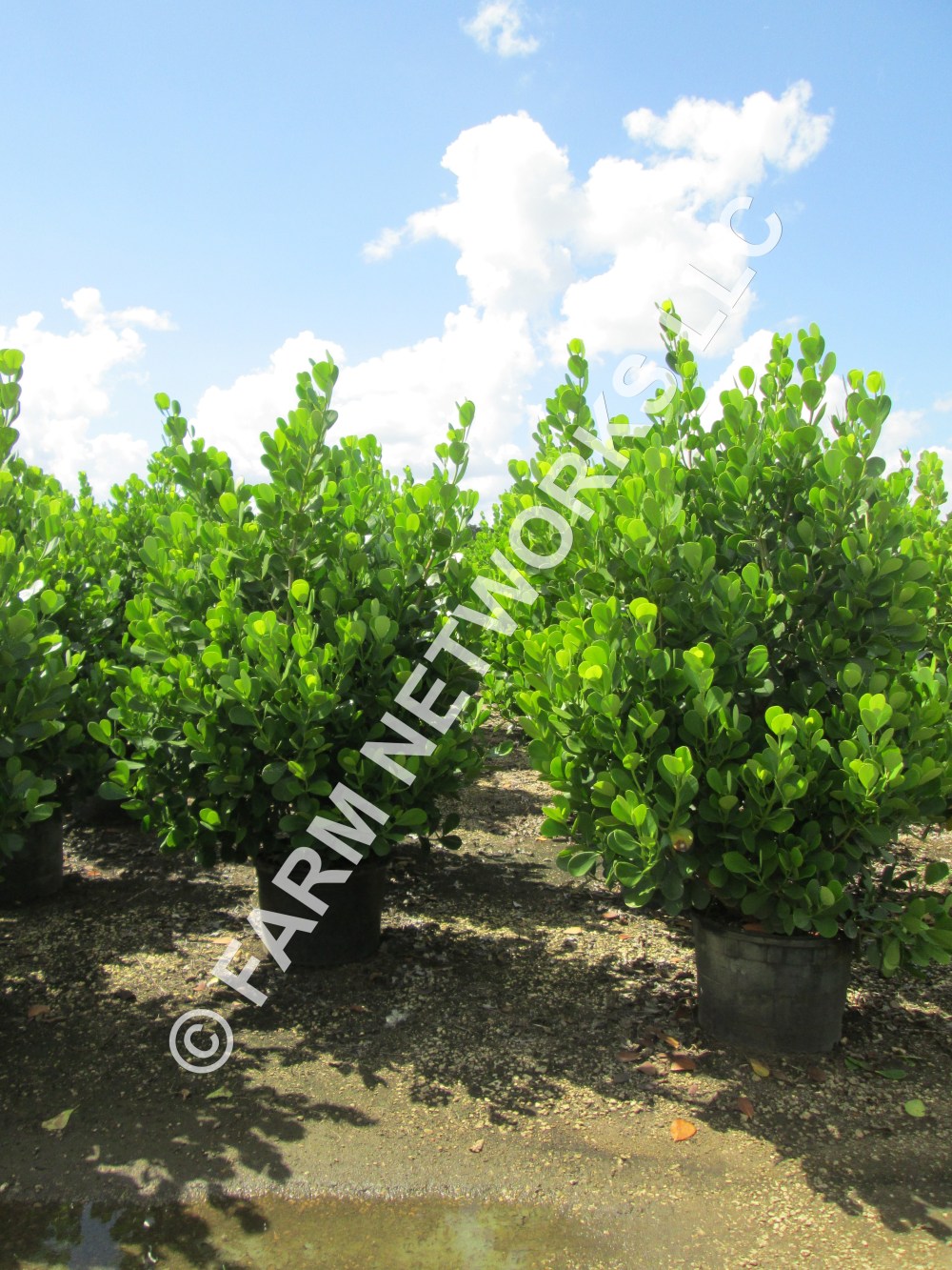 Field Grown Clusia Guttifera