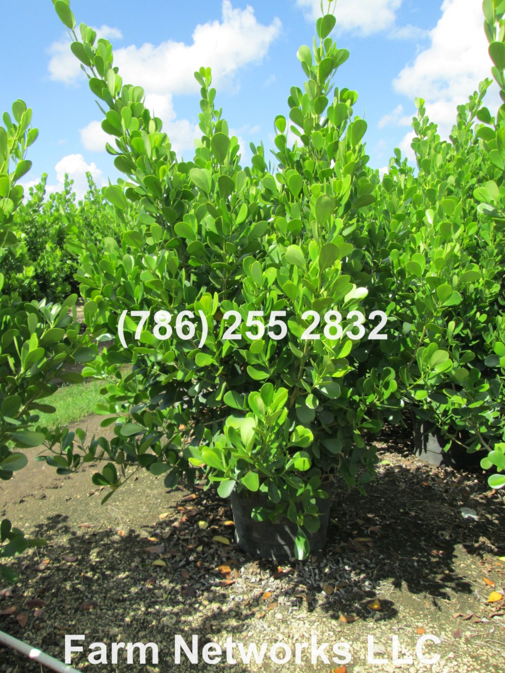 Clusia Hedge for Sale-45 Gallon