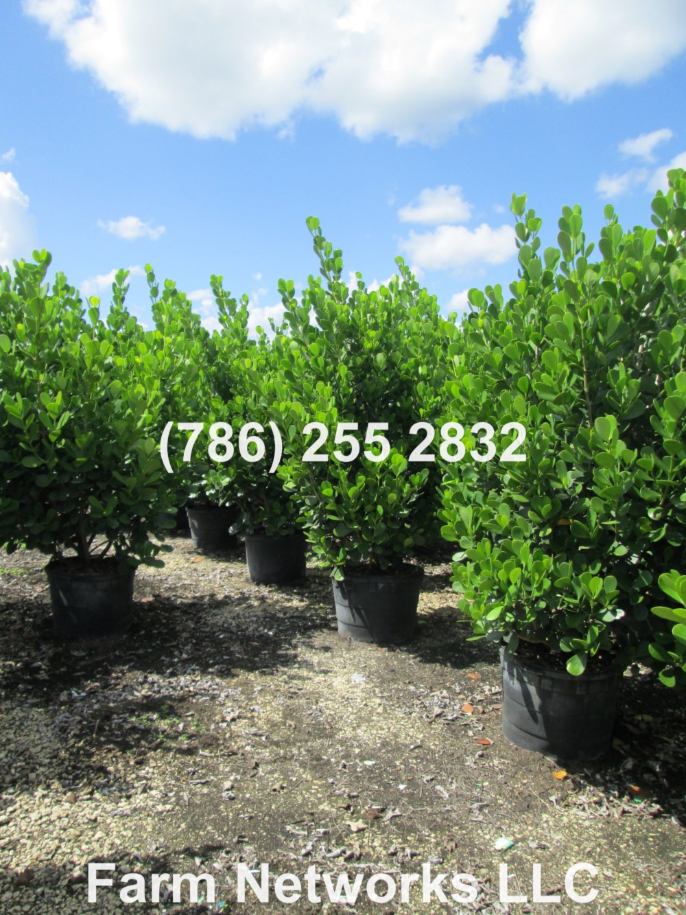 Clusia Hedge for Sale