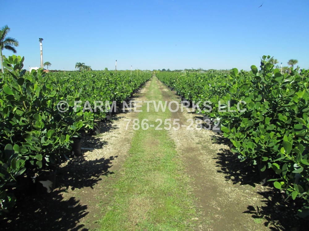Clusia Hedge Plants, Homestead, FL
