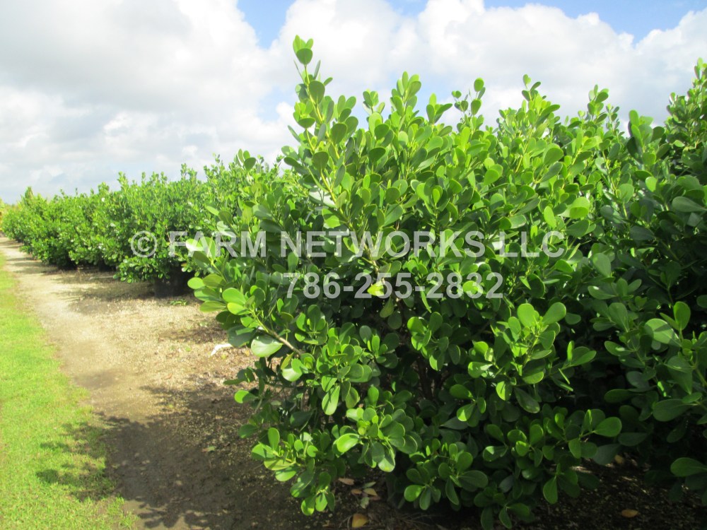 Clusia Hedge Plants, Miami, FL.JPG