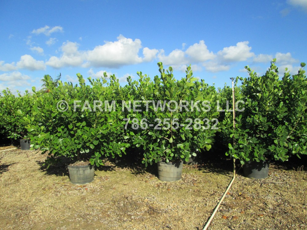 clusia hedges miami.JPG