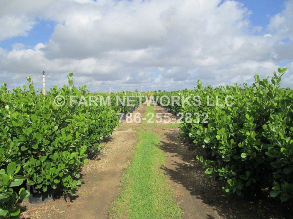 Clusia in 15 Gallon Boca Raton, FL