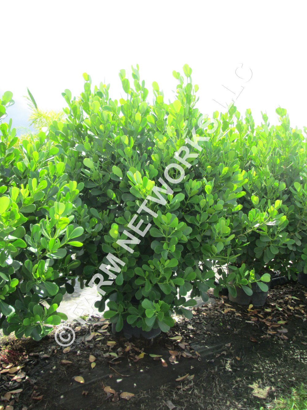 Guttifera Small Leaf